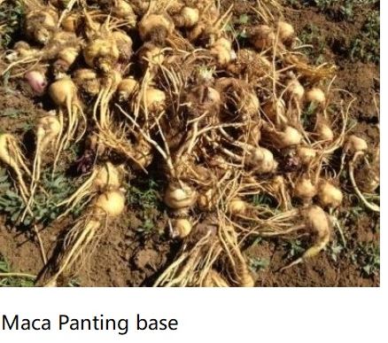 Maca