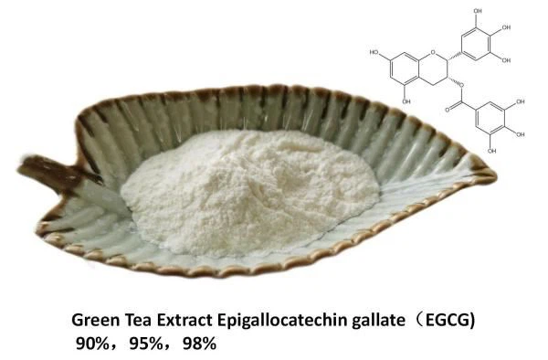 Green Tea Extract Epigallocatechin gallate EGCG