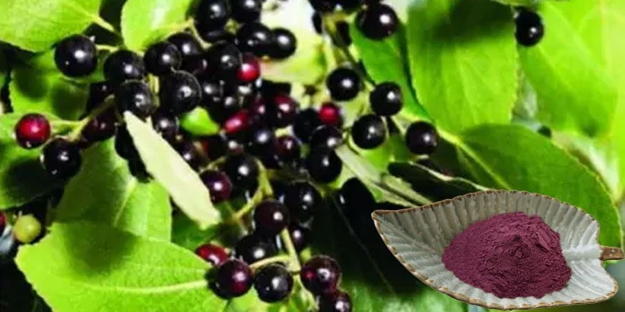 Maqui Berry Powder