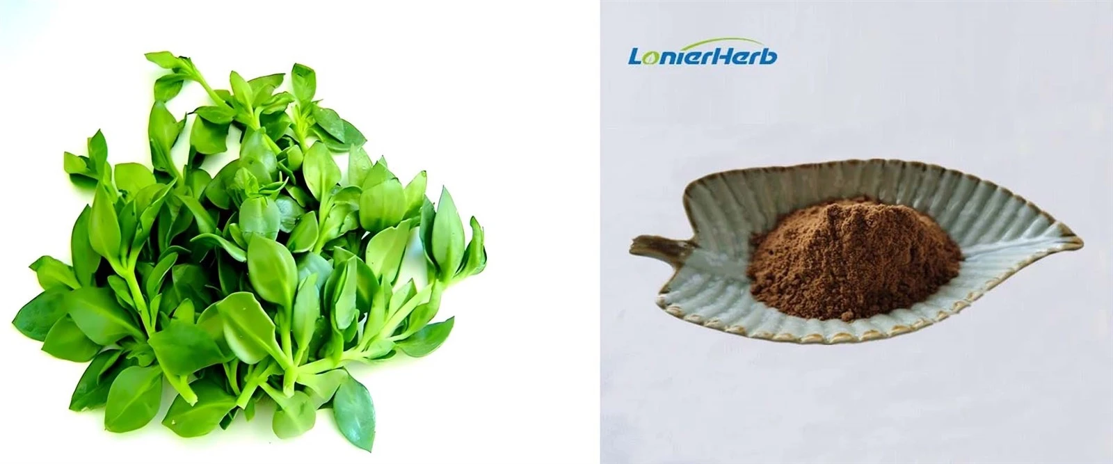 Andrographis Extract Powder Andrographis Extract Powder